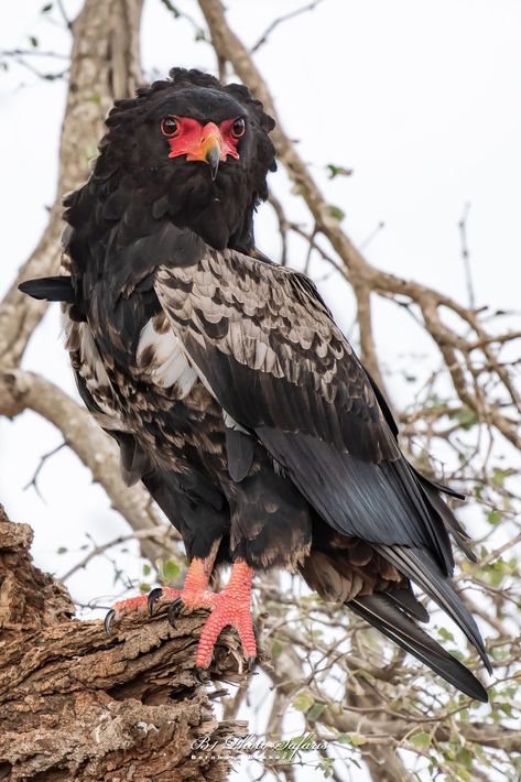 https://flic.kr/p/KiKjYN | Bateleur Eagle | Bateleur eagle sitting on a branch Eagle Aesthetic, Bateleur Eagle, Bald Eagle Photography, Types Of Eagles, Eagle Talon, Wild Animals Pictures, Animal Study, Puppies And Kitties, Extinct Animals