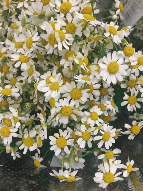 White Matricaria Flower Aesthetics, Matricaria Flower, Dream Garden, Green Flowers, Cut Flowers, Flower Shop, Wedding Planner, Plants, Flowers