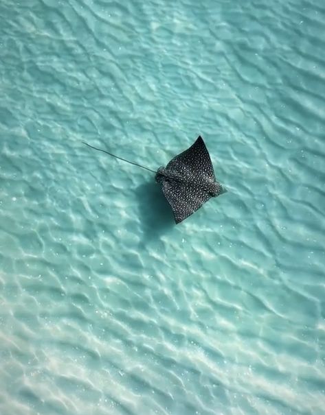 Spotted eagle ray. From a video by Marissa Wil. Spotted Egal Ray, Sting Ray Aesthetic, Manta Ray Aesthetic, Whale Shark Aesthetic, Ray Core, Ray Aesthetic, Ocean Life Photography, Sting Rays, Spotted Eagle Ray