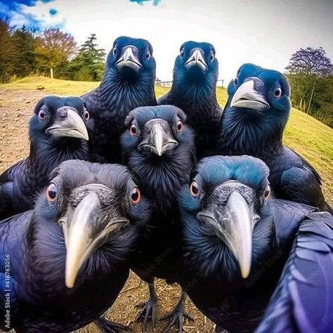 Crow Lovers | THE WHOLE GANG | Facebook Flamingo Pictures, Exotic Pet, Beauty Quiz, Real Nature, Nature And Wildlife, Crows Ravens, Mirror Selfie Poses, Pet Rescue, Pet Rats