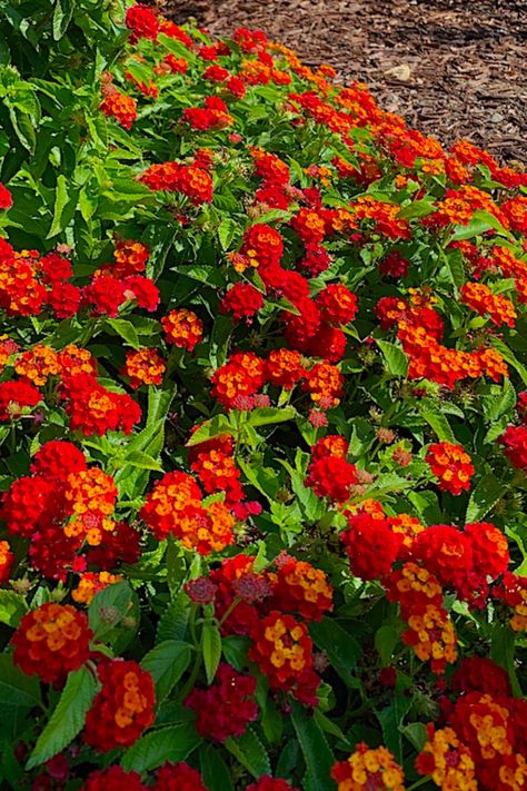 The very showy, bunched flower clusters of Shrub Verbena are nearly fluorescent in their brilliance. Though each cluster is small—1–2 in. (25–50 mm) across—they are so profuse that the entire shrub looks like it on fire with color. Petals of individual flowers darken as they mature, giving the clusters a two-tone coloration. Other hybrid cultivars bear true bicolored flowers, usually in hues of yellow, orange, or red. Copyright ©2023 by Dolezal & Associates. All Rights Reserved. grownbyyou.com Tropical Shrubs, Landscaping Perennials, Shrub Garden, Gold Orange, Tiny Flowers, Orange Pink, Perennials, Borders, Pink Purple