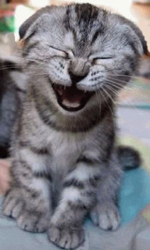 Laughing Kitty Cat GIF - Laughing Kitty Cat Kitty - Discover & Share GIFs Cat Laughing, Laughing Cat, Animal Humor, Funny Animal Quotes, Kittens Funny, Funny Cat Memes, Funny Cat Pictures, Funny Cat Videos, Happy Cat