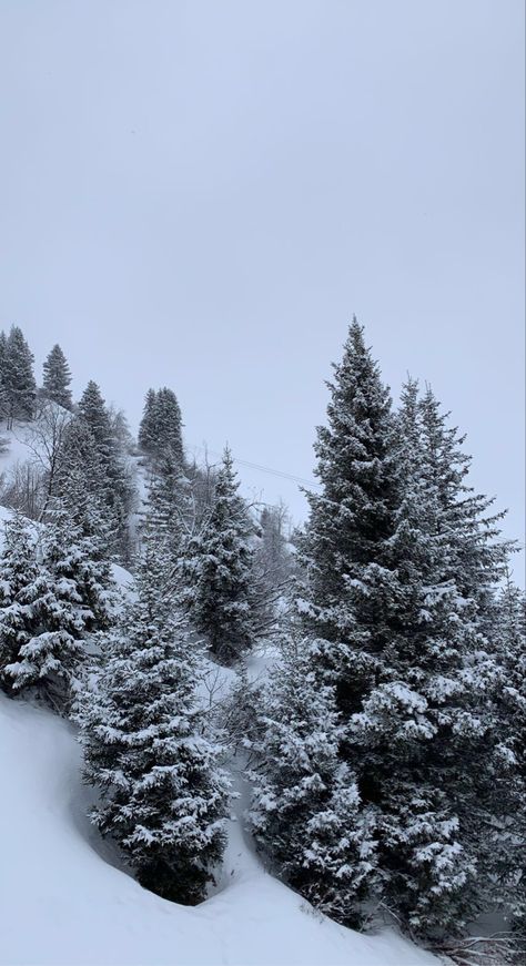 Snowy trees Snow On Trees Wallpaper, Winter Iphone Wallpaper Aesthetic January, Snowy Tree Wallpaper, Winter Homescreen Ideas, Winter Theme Wallpaper, Winter Wallpaper Aesthetic, Cold Wallpaper, Snowboarding Wallpaper, Wallpaper December