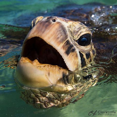 Clark Little Sea Turtle Photography, Pictures Of Turtles, Sea Turtles Photography, Turtle Photography, Hawksbill Sea Turtle, Sea Turtle Pictures, Pac Man, Sea Turtles, Ocean Creatures