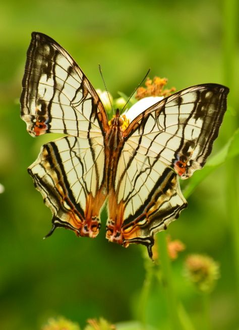 The Common Mapwing (Cyrestis thyodamas) Butterfly Chrysalis, Most Beautiful Butterfly, Butterfly Dragon, Butterfly Pictures, Butterfly Kisses, Butterfly Wing, Butterfly Wings, Dragonflies, Amphibians