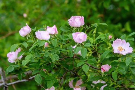 When To Transplant Roses, How To Transplant Roses Bushes, Double Delight Rose Bush, Transplanting Roses, How To Grow A Rose Bush From A Clipping, Transplant Rose Bush, Rose Bush Care, Propagating Roses, Rose Cuttings