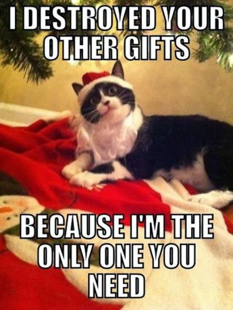 Monday Memes | Christmas Edition - My No-Guilt Life | My No-Guilt Life Cheer Presents, Funny Merry Christmas Memes, Merry Christmas Meme, Animals Jokes, Christmas Memes Funny, Cats Photos, Photos Funny, Christmas Memes, Merry Christmas Funny