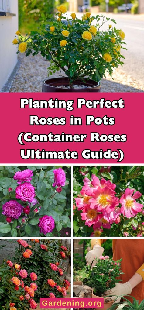 Planting Perfect Roses in Pots (Container Roses Ultimate Guide) Growing Roses In Arizona, Roses In Pots Ideas, Rose Bushes In Pots, Rose Container Gardening, Roses In Containers Pots Patio, Roses In Planters, Rose Trees In Pots, Planting Roses In Pots, Growing Roses In Pots