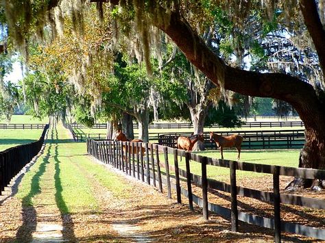 Southern Aesthetic, Beautiful Horses Photography, Costa Maya, Ocala Florida, Country Couples, Marion County, Horse Aesthetic, Dream Barn, Visit Florida