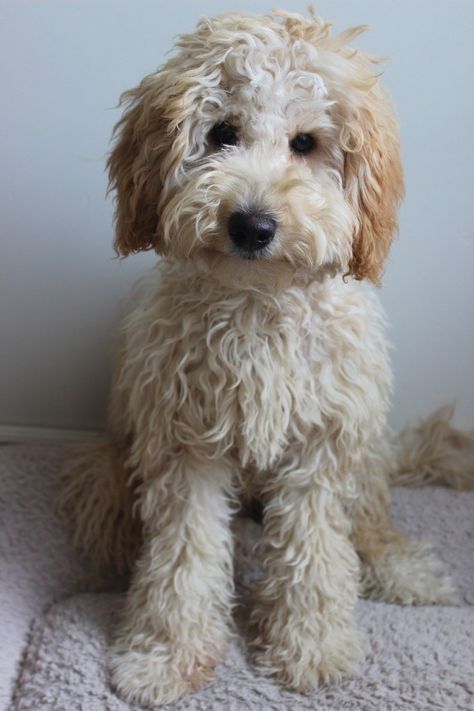 Mini Groodle, Labradoodle Vs Goldendoodle, Labradoodle Mini, Whoodle Puppy, Doodle Love, Labradoodle Puppies For Sale, Labradoodle Puppies, Teacup Puppies For Sale, Dog Insurance