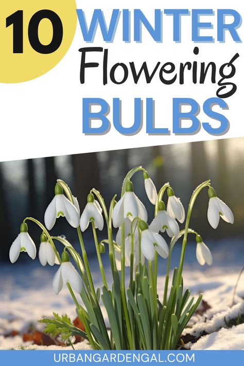 snowdrop flower bulbs blooming in winter Fall Bulbs, Flower Bulbs, Late Winter, Winter Flowers, Bulb Flowers, Planting Bulbs, Winter Garden, Urban Garden, Garden Beds