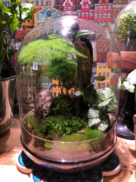 Fern Terrarium, Terrarium Ideas, Asparagus Fern, Small Greenhouse, Glass Terrarium, Asparagus, Fern, Terrarium, Glass