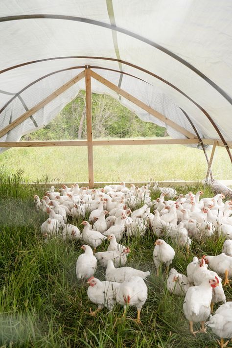 white birds on green grass field during daytime photo – Free Pasture song farm Image on Unsplash Poultry Farm Design, Poultry Business, Farm Images, Raising Chicks, Cut Flower Farm, Poultry House, Poultry Feed, Farm Business, Chicken Cages