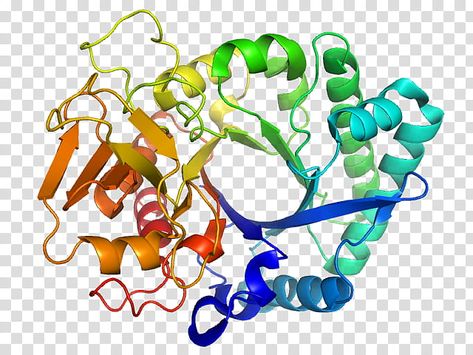 Proteins Biology, Nucleic Acid Structure, Protein Folding, Molecular Geometry, Streptococcus Pneumoniae, Peptide Bond, Book Transparent, Dna Helix, Dna Replication