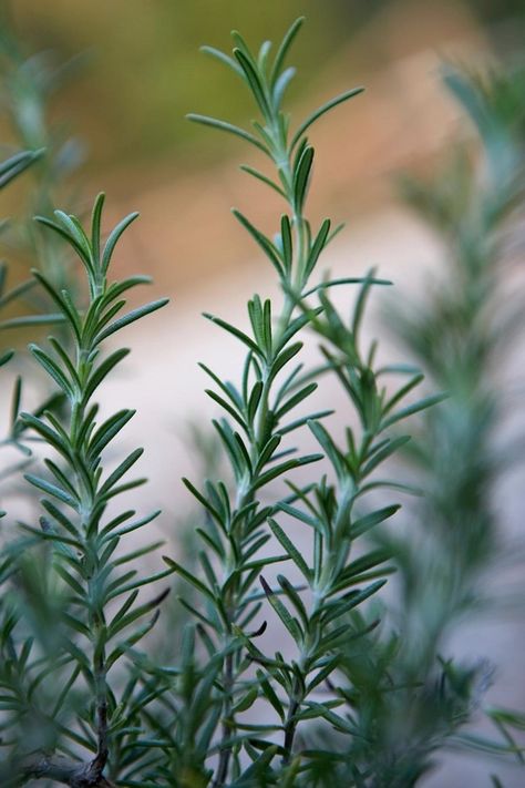 Rosemary Plant Aesthetic, Rosemary Aesthetic, Agave Garden, Rosemary Bush, Rosemary Tree, Insect Repellent Plants, Lavender Bush, Get Rid Of Spiders, Growing Rosemary