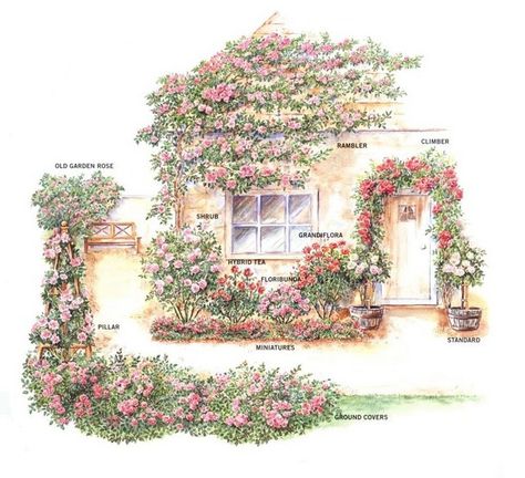 Rose types Rose Bushes Front Yard, Climbing Rose Varieties, Climbing English Roses, Rambler Roses Climbing, Climbing Roses On House, America Climbing Rose, White Climbing Roses, Rose Garden Landscape, Climbing Flowers