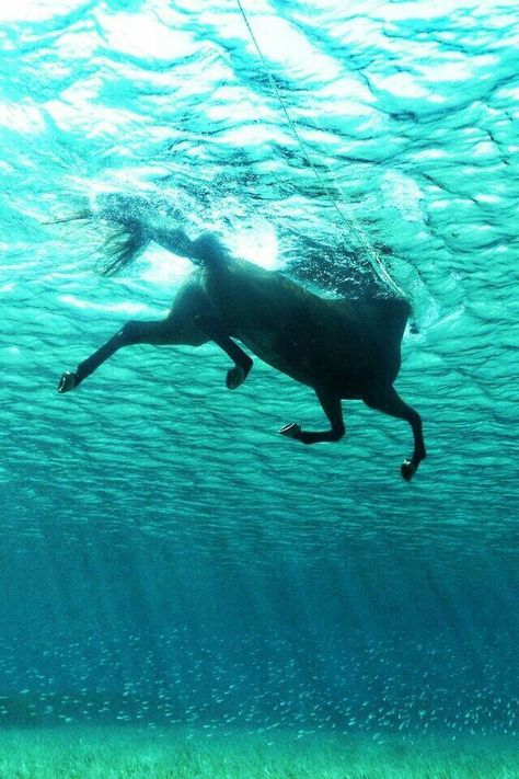 Awesome Under The Water, Wilde Westen, All The Pretty Horses, Horse Crazy, Horse Trailer, Pretty Horses, Horse Photography, Horse Pictures, Horse Love