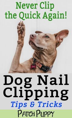 Cut Dog Nails, Dog Grooming Tools, Dog Grooming Styles, Puppy Grooming, Dog Grooming Tips, Pet Sematary, Dog Grooming Supplies, Dog Health Tips, Dog Cuts