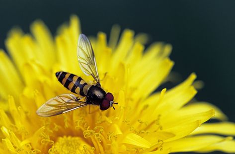 With their black-and-yellow coloring and striped abdomen, hoverflies might look like bees or wasps at first sight but because they are flies, they don’t sting. Not only are hoverflies harmless, they are highly beneficial insects whose larvae provide natural insect control by feeding on aphids and other small insects. Adult hoverflies also play a si... Sweat Bees, Hoverfly, Hummingbird Moth, Benefits Of Gardening, Scale Insects, Bees And Wasps, Small Insects, Insect Control, Attract Butterflies