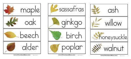 leafWordwall Fall Leaves Preschool, Parts Of A Leaf, Tree Leaf Identification, Tree Unit, Leaf Printables, Fall Themes, Preschool Mom, Free Homeschool Printables, Thanksgiving Words