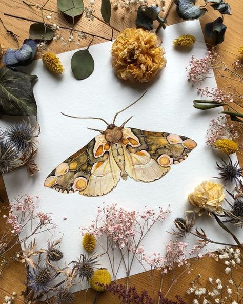 Isabella Tiger Moth Tattoo, Moth Watercolor Painting, Watercolour Insects, Moth Watercolor, Butterfly Watercolor Painting, Moth Artwork, Moth Painting, Carl Linnaeus, Moth Illustration