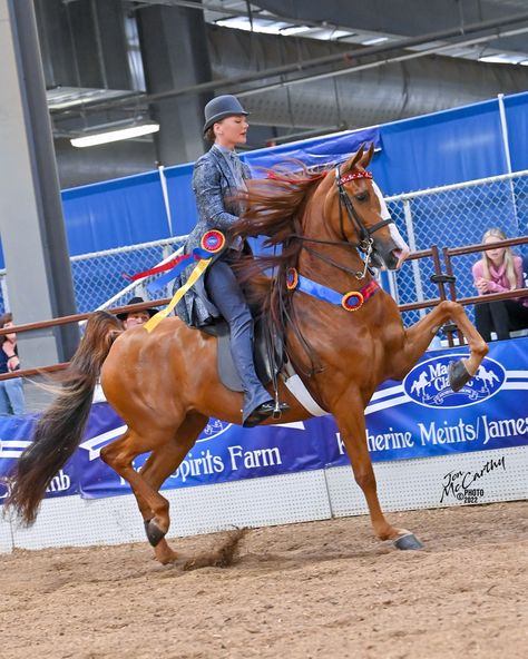 American Saddlebred Horses Pictures, Saddlebred Horses, American Saddlebred Horses, Cross Wallpaper, American Saddlebred, Horse Aesthetic, Saddle Seat, Horse Pictures, Show Horses