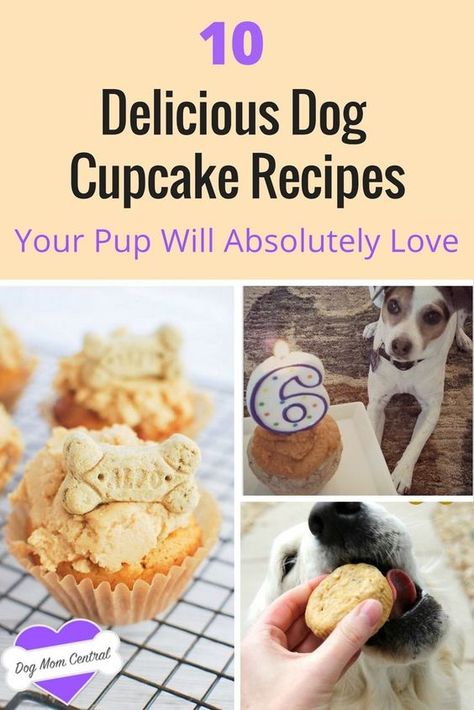 Cupcakes aren't just for humans anymore. Here are the 10 best dog cupcake (also called pupcakes!) recipes you have to try out for your furbaby. Cupcakes For Dogs Recipe, Pup Cakes, Pupcake Recipe, Dogs Recipes, Dog Cupcake, Dog Cupcakes, Grain Free Dog Food, Puppy Cake, Dog Treats Homemade Recipes