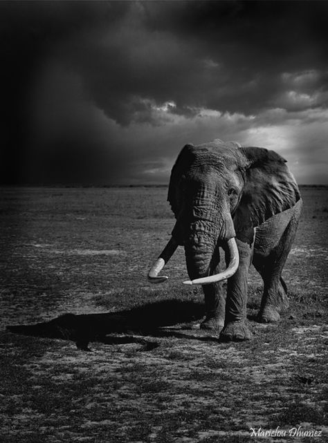 elephant | tusks | big | enormous | biggest | savannah | africa | storm | www.republicofyou.com.au Angry Elephant, Wild Animals Photography, Magical Nature, Nature Tour, The Lone Ranger, Elephant Love, African Elephant, An Elephant, Gentle Giant