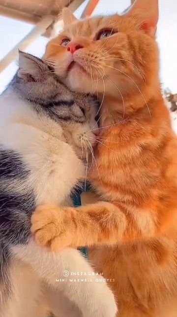 Instagram Highlight Covers Best Friend, Animal Romance, Animal Hugs, Love Couple Wallpaper, I Love Cats, Cartoon Character Pictures, Cute Cat Wallpaper, Cute Cats Photos, Cat Pictures