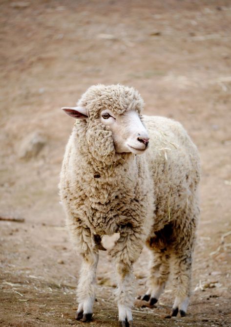 WHAT YOU NEED TO KNOW ABOUT THE COLOR BEIGE Sheep Images, Expensive Art, Sheep Art, Shaun The Sheep, Sheep And Lamb, Grey Home Decor, Grey Paint Colors, Cute Sheep, Mountain Goat