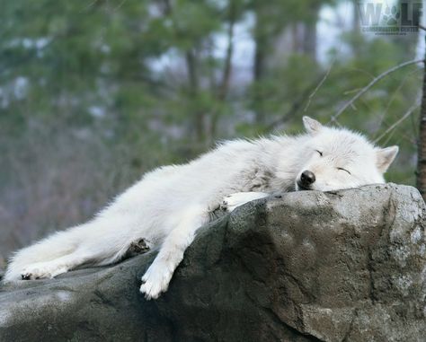 Wolf Conservation Center on Twitter: "Mood.  #TuesdayMotivation… " Sleeping Wolf, Wolf Poses, Wolf Conservation Center, Wolf Husky, Wolf Hybrid, Wolf Images, Wolf Painting, Wolf Photos, Wolf Love