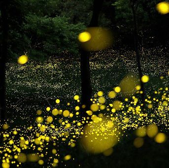 fire flies at Great Smoky Park Fire Flies Photography, Elkmont Campground, Firefly Painting, Fire Flies, Fire Fly, Firefly Art, Festival Dates, The Lottery, Mystical Forest