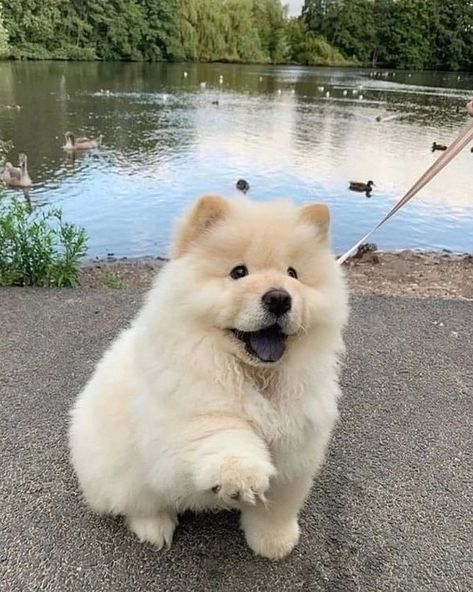 @chowchow_4ever_ig99 on Instagram: “Posted @withregram • @chowchow._.lover Cutie 😍 ➖ 📸 credits: @dm pls ➖ #chowchowdog #chowchowpuppies #chowchowsofinstagram #chowchowbrasil…” Merle Chow Chow, Cream Chow Chow, Chow Chow Dog Puppy, Perros Chow Chow, Chow Chow Recipe, Black Chow Chow, Chow Recipe, Chow Chow Dog, Chow Dog