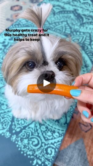 395K views · 22K reactions | Make carrots you dog’s favorite chewing treat #dogtreats #homemade #gut #guthealth #carrot #frozencarrot #doghealthtips | Anika Sharma | murphytheshihtzu803 · Original audio Carrot Dogs, Doggie Treats, Dog Health Tips, Easy Treats, January 29, Wonderful Life, Waffle Recipes, Dog Treat, Dog Snacks