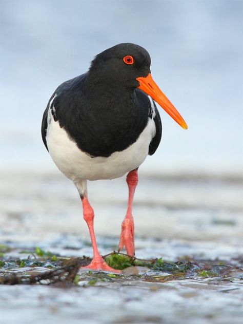 Pied Oystercatcher  Photo by Paul Randall. Oyster Catcher Bird, Funky Photo, Oyster Catcher, David Cook, Australian Fauna, Shore Birds, Shorebirds, Australian Birds, Birdwatching