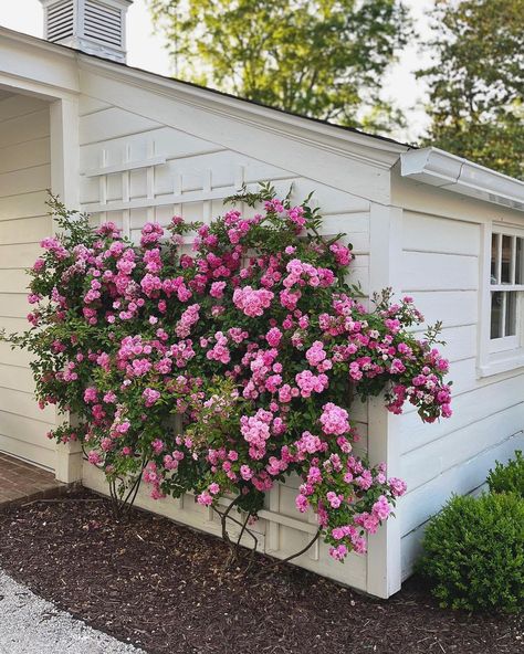 Peggy Martin Rose Trellis, Roses Landscaping Ideas, Peggy Martin Rose Climbing, Floral Landscaping, Yard Flower Bed Ideas, Front Yard Flower Bed Ideas, Front Yard Flower Bed, Elizabeth King, Front Yard Landscape