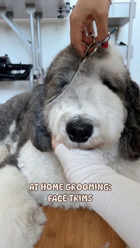 Bri & Oatley | HOW WE DO OUR AT HOME FACE TRIM 🐾 it’s not perfect but this is just what works for us! let me know if you find this helpful & leave any... | Instagram How To Trim Labradoodle Face, Doodle Hairstyles, Aussiedoodle Haircut Styles, Labradoodle Grooming, Dog Grooming Diy, Goldendoodle Grooming, Face Trimmer, Sheepadoodle Puppy, Meds For Dogs