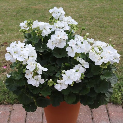 Geranium Grandeur Power White | Mirror Garden