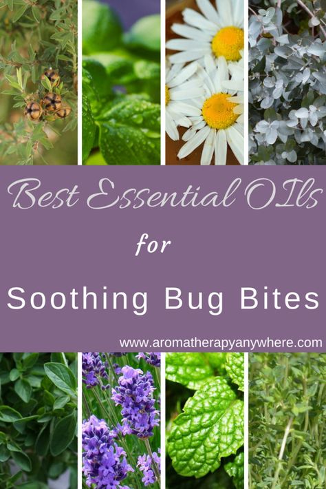 Best Essential Oils for Soothing Bug Bites Herbs For Bug Bites, Essential Oils For Bug Bites, Oils For Bug Bites, Essential Oils Bug Bites, Essential Oils For Fleas, Bug Bite, Aromatherapy Benefits, Using Essential Oils, Bug Bites