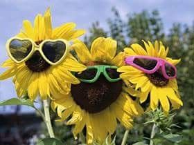 Happy Monday Quotes, Summer Moodboard, Sunflower Images, Eyewear Display, Summer Window, Sunflowers And Daisies, Richard Iii, All I Ever Wanted, Summertime Fun