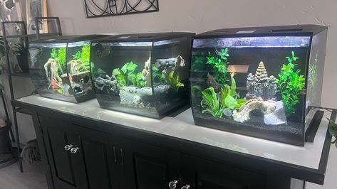 We have 4 (1 at work) 15 gallon fluval flex tanks, each with 1 male betta, 3 corydoras, and 1 rabbit snail. We have perfected maintaining these over 4 years and still love and recommend this aquarium. Fluval Flex 9 Gallon Aquascape, Fluval Flex 9 Gallon, 15 Gallon Fish Tank Ideas, Fluval Flex Aquascaping, Betta Aquarium, Fresh Water Fish Tank, Indoor Plant Care, Freshwater Fish, Plant Care