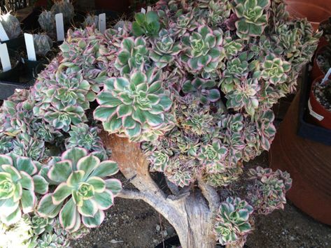 Aeonium 'Sunburst' f. cristata  #aeonium #succulentopedia #succulents #CactiAndSucculents #succulent #SucculentPlant #SucculentPlants #SucculentCollection #SucculentGarden #DesertPlants Succulent Inspiration, Succulent Gardening, Plant Information, Desert Plants, Succulent Plants, Flower Tops, Rare Plants, Potting Soil, Succulents Garden