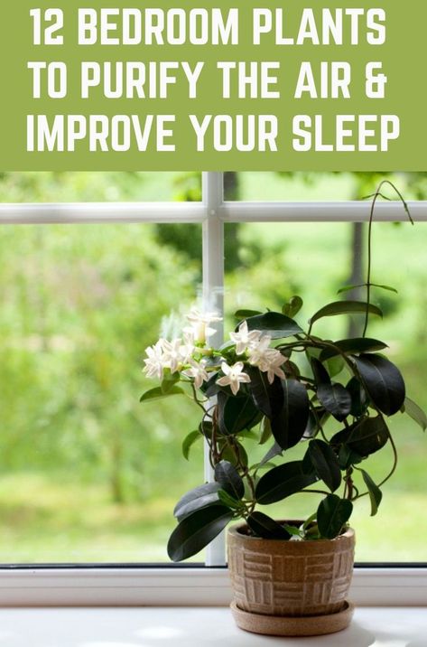 Plant Hacks, Inside Plants, Best Indoor Plants, Air Purifying Plants, Bedroom Plants, House Plants Indoor, Lawn And Garden, Permaculture, Growing Plants