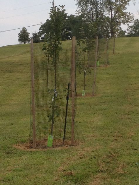 Learning a hard lesson from our first year - all of our orchard trees are now covered with deer fencing for the late fall and winter months to protect them from the deer. Deer Fencing, Fruit Tree Garden, Orchard Tree, Deer Fence, Growing Fruit Trees, Deer Resistant Plants, Spring Months, Garden Shrubs, Fruit Garden