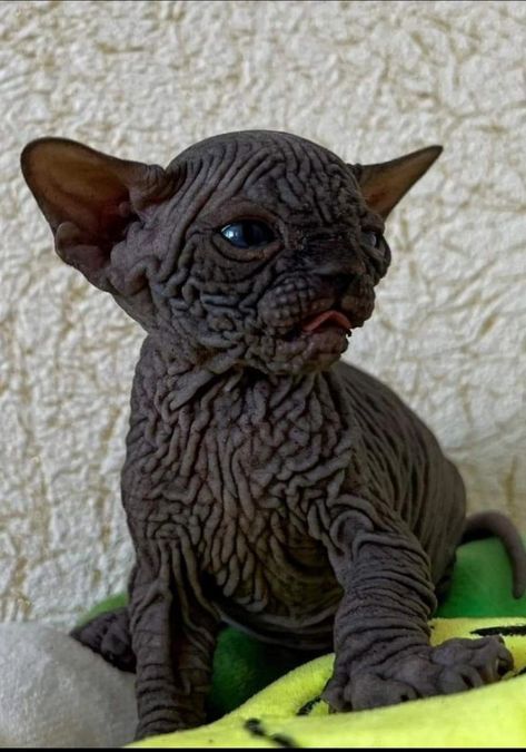 Cute Hairless Cat, Rare Cats, Silly Cats Pictures, Hairless Cat, Pretty Animals, Sphynx Cat, Silly Animals, Cute Animal Photos