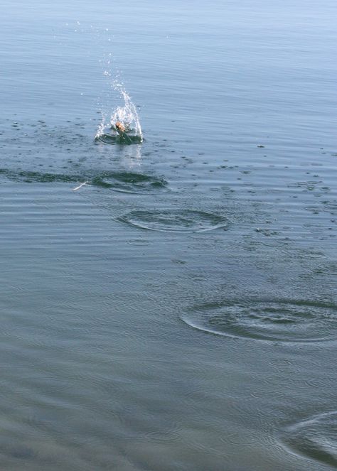 perfect the art of skipping stones. . . Rock Skipping On Water, Skipping Rocks Aesthetic, Sinking In Water, Jennifer Hartmann, Skipping Rocks, Skipping Stones, Peaceful Places, Project 365, Black Mirror