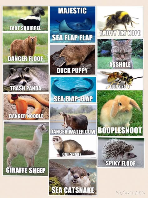 Booplesnoot Animals, Funny Animal Names Hilarious, Funny Animal Names List, Funny Names For Animals, Alternate Animal Names, Funny Animal Names, Animal Names, Kids Animals, Cute Animal Memes