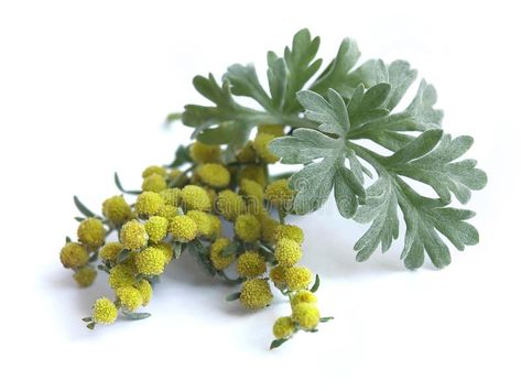 Wormwood Plant, Artemisia Absinthium, Artemisia Annua, Sweet Annie, Heirloom Seeds, Healing Herbs, Absinthe, Leaf Flowers, Medicinal Plants