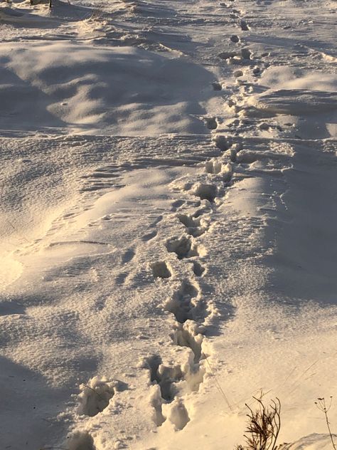 footsteps // beach // snow // snow on the beach // sun // sunny // winter // cold // white // december // light // baltic // baltic sea // latvia // nature // salacgriva Footsteps In Snow, Sunny Winter Aesthetic, Latvia Nature, Commission Ideas, Snow On The Beach, 2024 Moodboard, Sunny Winter, Frozen Lake, Winter Sun