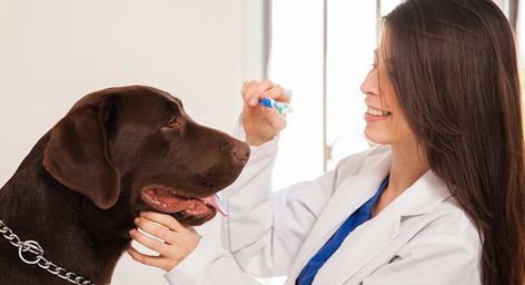 Find out what's involved in dog dental care and how to brush dogs teeth without upsetting the dog. We investigate the main causes of dog dental problems in this fascinating guide Dogs Teeth, Labrador Dogs, Coconut Oil For Dogs, Dental Bridge, Teeth Health, Dog Dental Care, Dog Dental, Pet Wellness, Pet Clinic